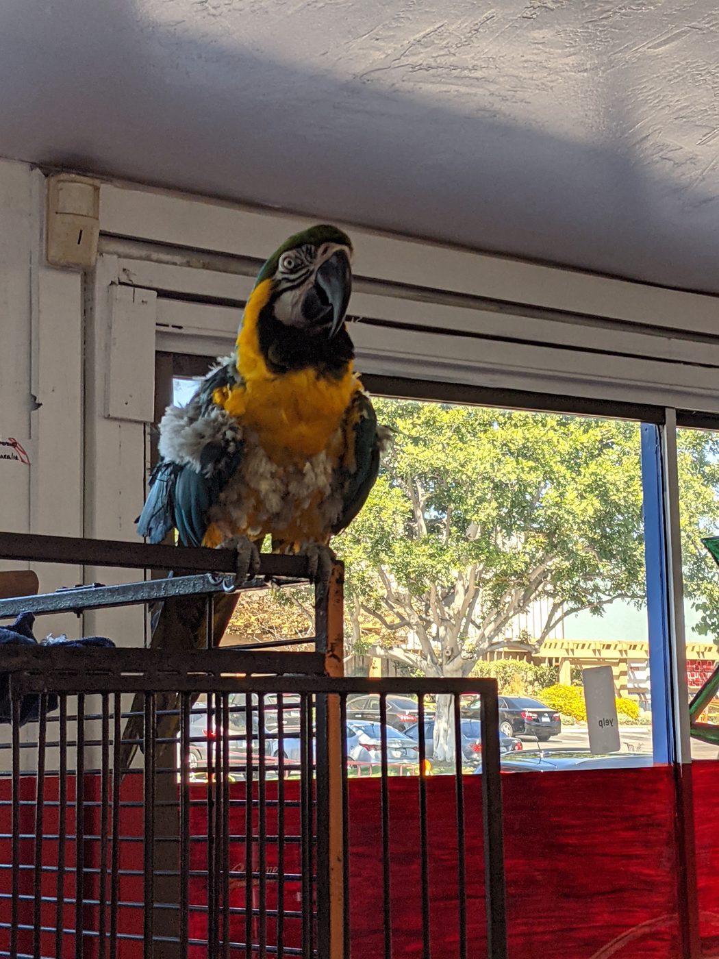 Blue-and-gold macaw on its perch