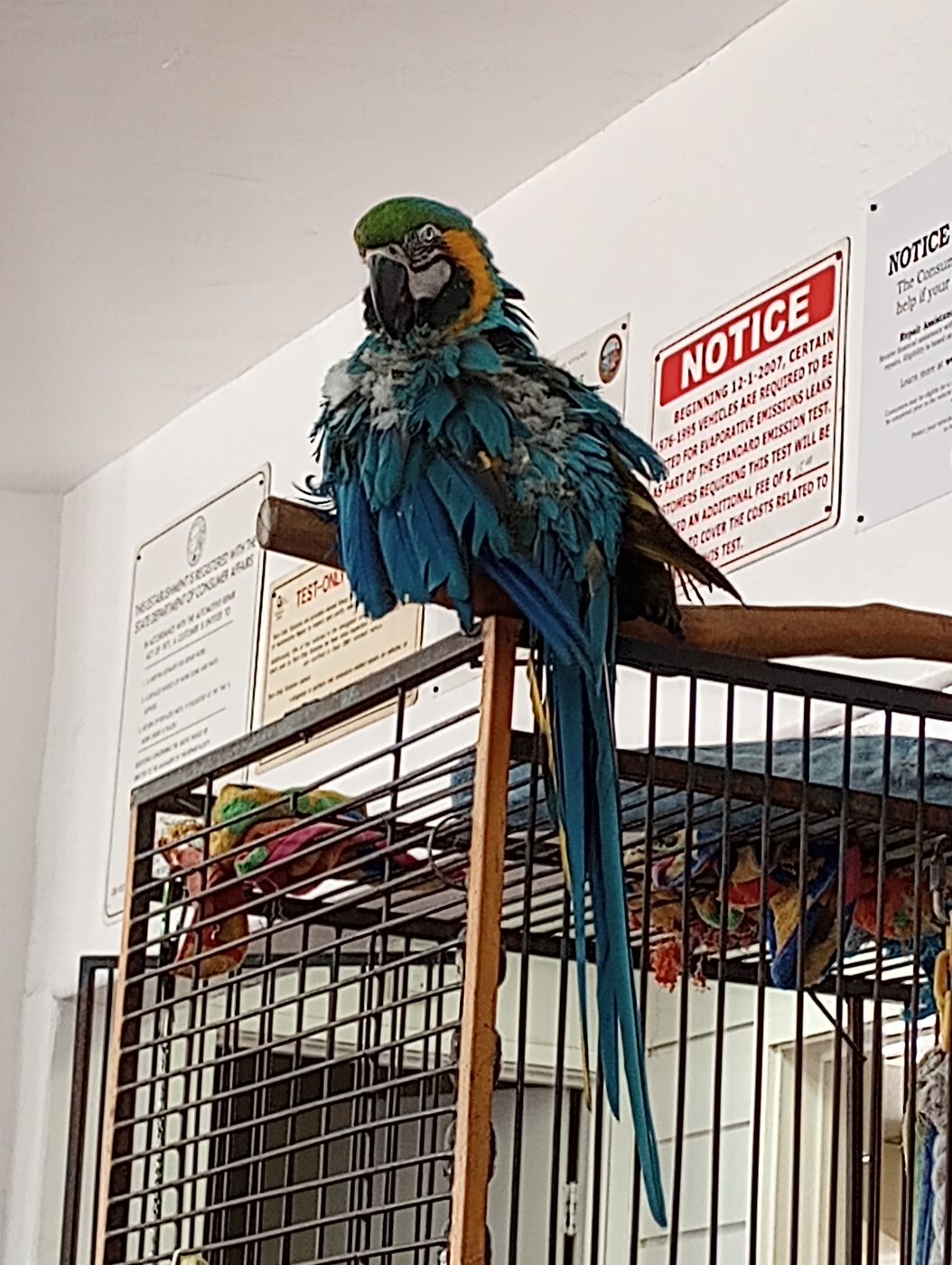 Blue-and-gold macaw in the lobby